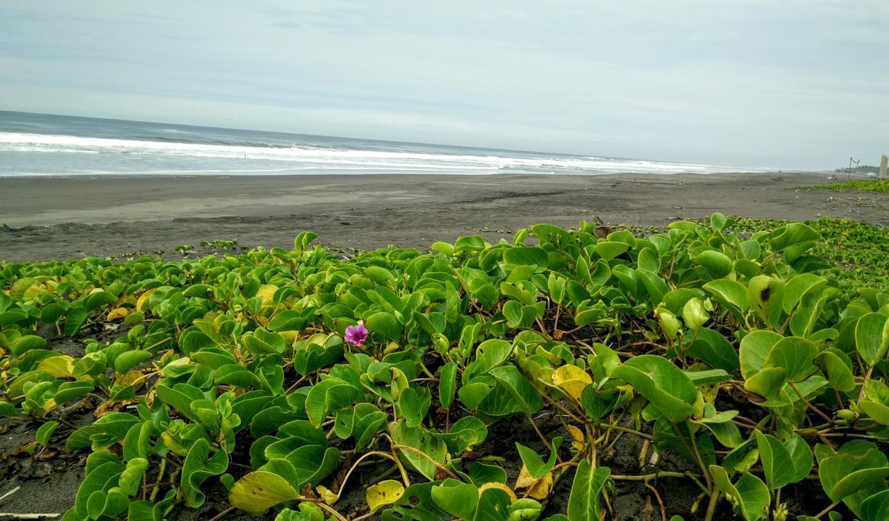 Eco-Hotel Playa Quilombo Лас-Лисас Экстерьер фото